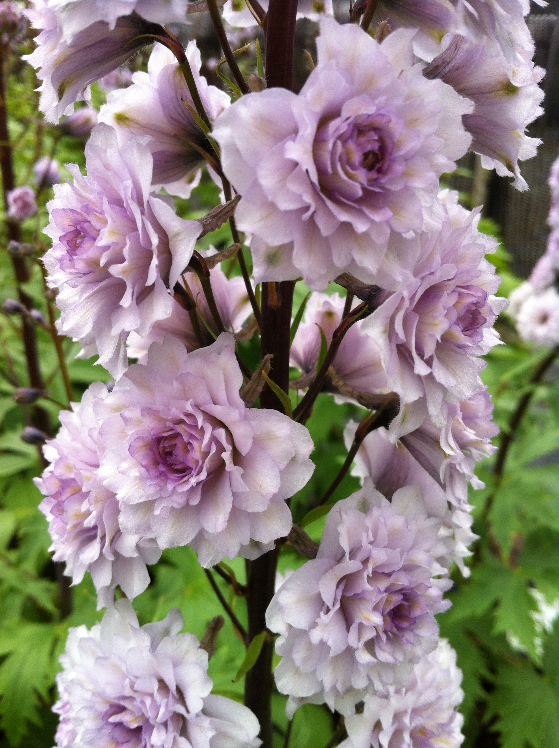 Delphinium elatum 'Highlander Cha Cha'